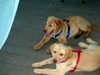 Puppies and Florida Trip 2006 003.jpg
